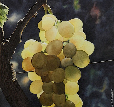 /site/assets/files/1161/reproduction_tableau_aquarelle_photographe_6.jpg