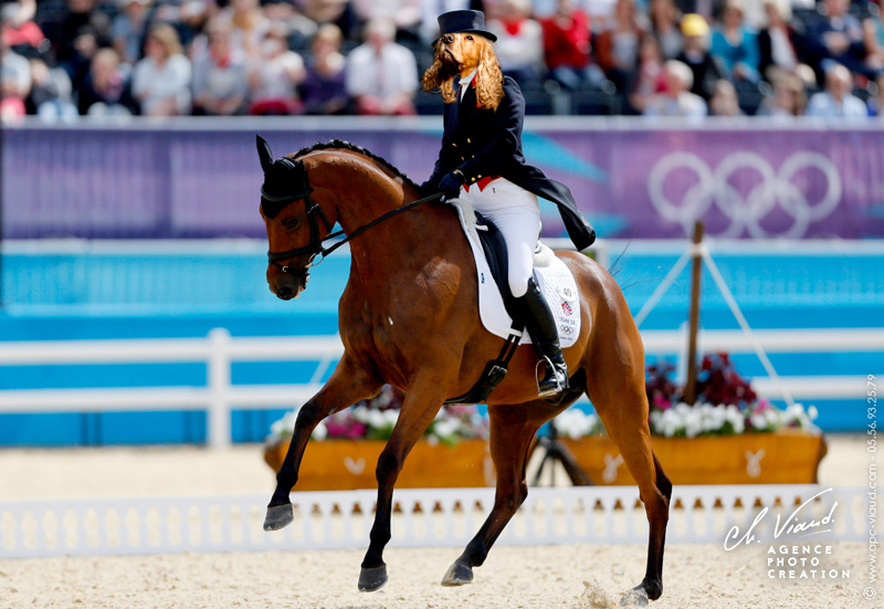 Portrait de chien façon cavalier de CSO pour le Jeux Olympiques